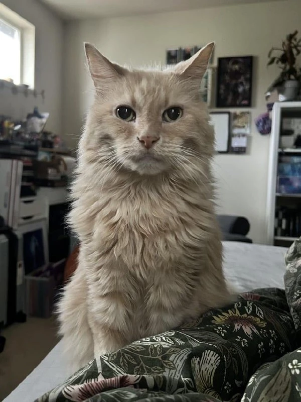 Millie’s original photograph: a long-haired cat sitting on a bed